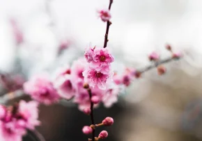 Frühling | Foto: unsplash